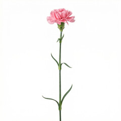 Obraz premium Pink carnation flower on green stem isolated on white background. Vertical floral studio shot for Mother's Day