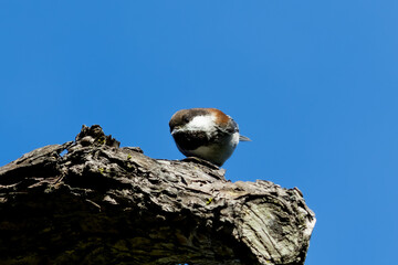 chestnut-backed chickadee standing on a trunk under sky  © Yifeng