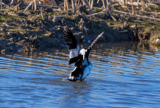 bufflehead flying 