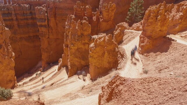 Time-lapse of hikers making their way down Bryce Canyon's Wall St switchbacks