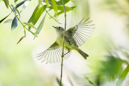 Ruby-crowned kinglet flying 