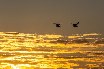 Fototapeta premium seagulls flying at sunset 