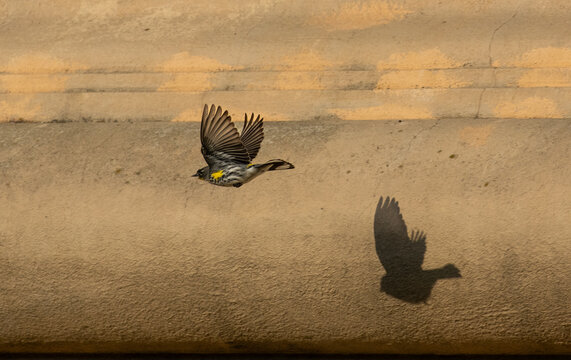 yellow rumped warbler flying with its shadow on the wall 