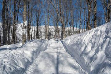 白馬岩岳スノーフィールド　ゲレンデ風景