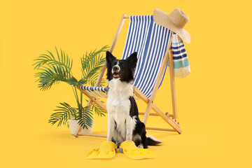 Cute Border Collie dog with deckchair and travelling accessories on yellow background © Pixel-Shot