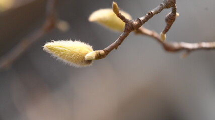 Fototapeta premium Magnolia Flower Bud in Early Spring