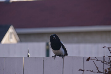 A Magpie on a Fence