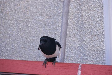 A Magpie on a Bench