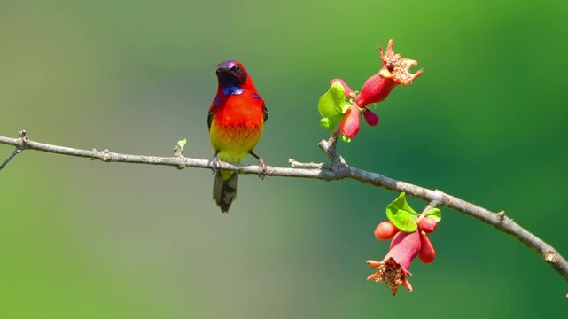 Male Crimson Sunbird Feeding on Nectar of Red Pomegranate Flower