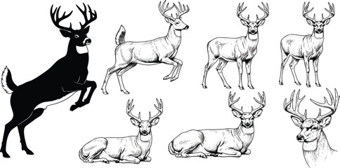 Fototapeta premium Deer Illustration and Silhouette Set with Detailed Stag Sketches, Standing and Resting Deer Poses for Wildlife, Hunting, and Nature Vector Design