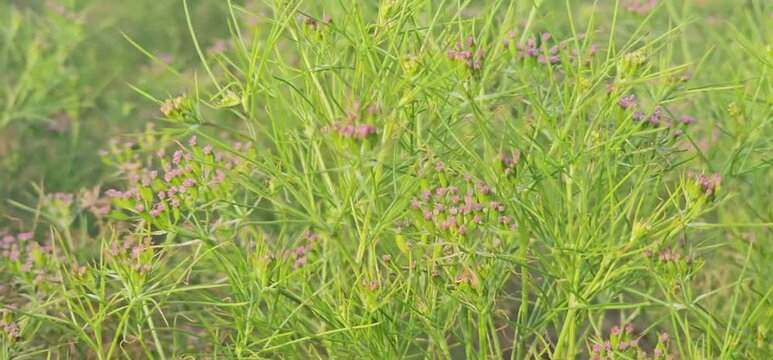 green grass and red flowers cumin tree the farm closeup real focus