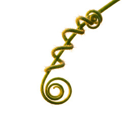 Obraz premium Green vine tendril coiled against black background