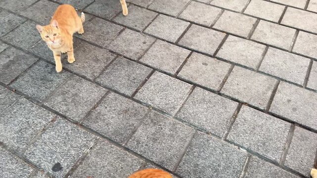 Cute ginger cat standing on a grey cobblestone pavement in Istanbul. Urban street scene with a stray cat on a textured stone sidewalk. Authentic Turkish city life and pets.