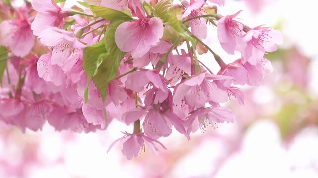 満開の早咲き桜、河津桜のクローズアップ  4K