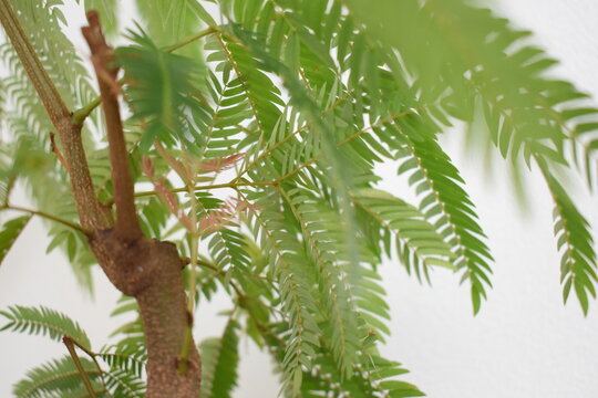 エバーフレッシュの新芽