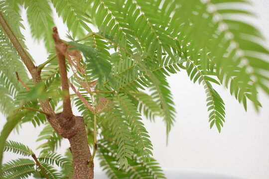 エバーフレッシュの新芽