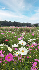 Beautiful Cosmos flowers field under blue sky with white clouds in autumn.