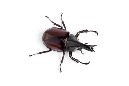Top view Male Fighting siamese rhinoceros beetle - Xylotrupes gideon featuring prominent horns isolated on white background.