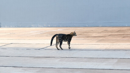 Tabby cat walking alone across urban pavement with blue wall background © Debora