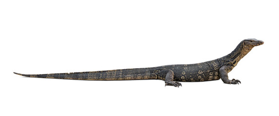 Fototapeta premium Asian Common Water Monitor Lizard - Varanus salvator isolated on transparent background or png file.