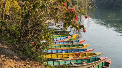 A row of brightly colored wooden boats is moored near the shore. A flowering bougainvillea bush...