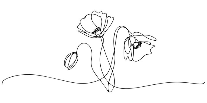 Elegant single line art of beautiful flowers blossoming on a white background, Poppy flowers Continuous line drawing. Minimalist modern art, hand draw one continuous line art Poppy flowers, Elegant