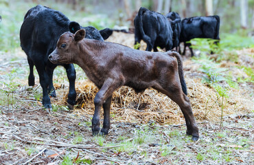 Young Jersey Calf Walking in Pasture with Cattle Herd on Rural Farm