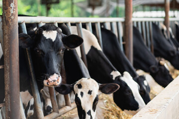 Black and white Holstein dairy cows eating fresh forage while peeking out from behind stall fence inside a dairy farm barn, livestock agriculture and milk production concept. © NewSaetiew