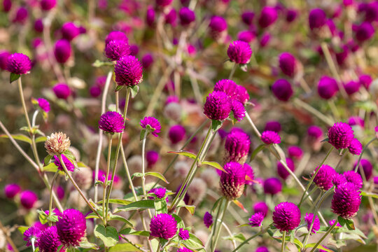 Closeup of a field of globe amaranth (Gimphrena globosa), southeast of Bangkok, Thailand. 
