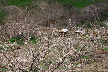 穏やかな梅園の風景