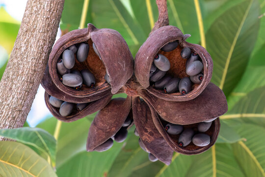 Fruit of the Java olive tree, also called the bastard poon tree; in Ayutthaya, Thailand. Green leaves in the background. 
