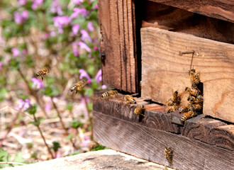 ミツバチの巣箱