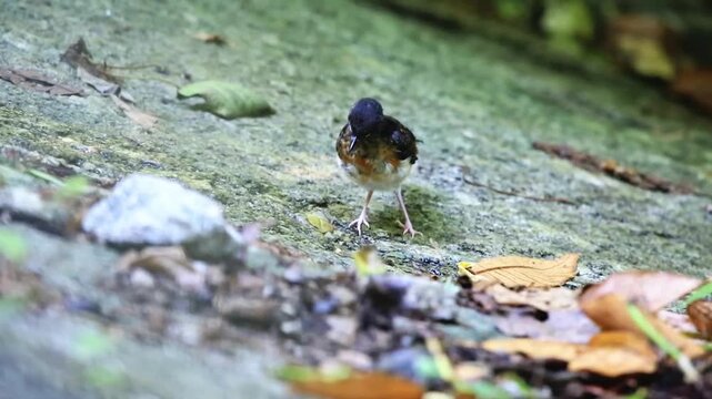 bird in the forest