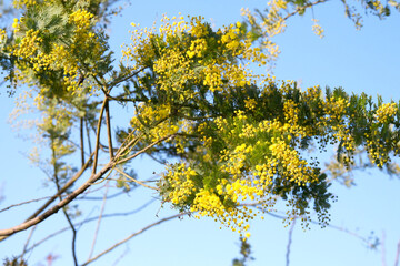 春風に揺れる黄色いミモザ