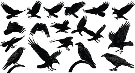 Raven silhouette collection, eighteen bird poses, flight and perched vector illustration design, wildlife graphics, feather art elements inspiration © MSTIRIN