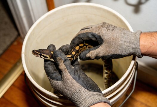 A person wearing work gloves carefully handles a patterned ball python, gently placing it into a white bucket on a wooden floor.