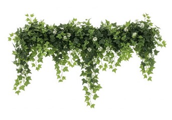 Fototapeta premium A lush and vibrant green ivy plant with delicate white flowers cascading down isolated on white background