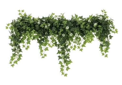 A lush and vibrant green ivy plant with delicate white flowers cascading down isolated on white background