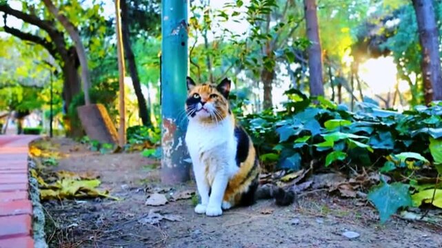 Calico cat sitting on forest path with trees and leaves