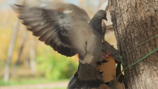 Pigeons feeding at tree feeder, autumn park closeup of two pigeons tussling around wooden box, flapping wings, scattered seeds, warm golden background, energetic motion, nature detail