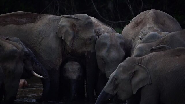 Asian Elephant Family with Calves Playing and Drinking Water in Forest Stream