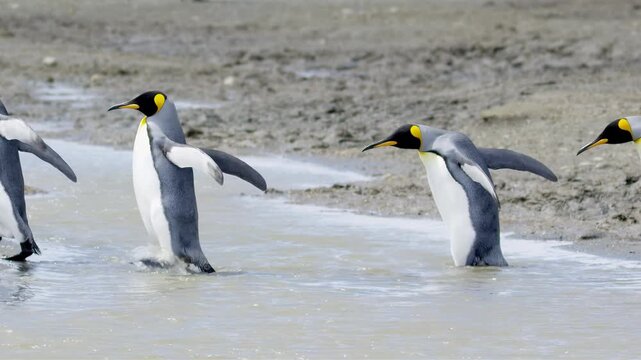 King penguins waddle and splash through shallow water on a sandy shore