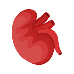 Illustration of human kidney, anatomy and organ health, urinary system concept, medical vector, flat design for education, healthcare, and biology projects.
