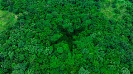 Fototapeta premium Top view of a large airplane shadow gliding over a lush green tropical rainforest canopy, symbolizing air travel, adventure, and flight transit over nature. concept nature travel 