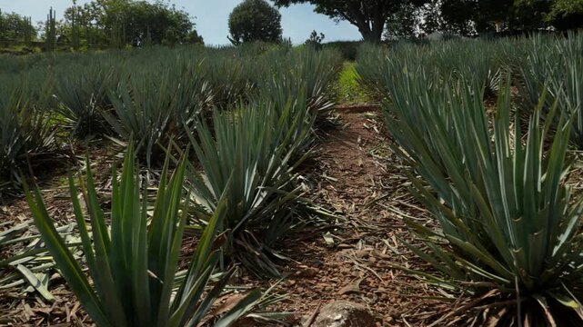 Rows of Blue Agave crops in a large field, surrounded by trees and natural vegetation under afternoon sunlight. Static right camera pan showing in 4K at Tequila, Jalisco, Mexico.