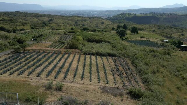 Large Blue Agave agricultural plantations. Scene features green vegetated hills and Tequila city in the background. Forward aerial ascent during early sunny afternoon.