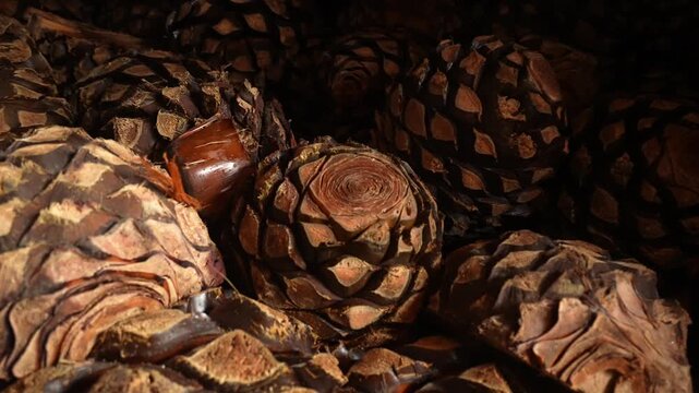 Blue Agave hearts in bulk, showing a dry wood texture and fibrous appearance after initial fermentation. Tequila-City, Jalisco, Mexico. Push in close up shot in 4K.