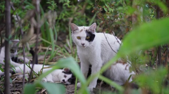 Cat Mom Staring at the Camera with Kittens are playing