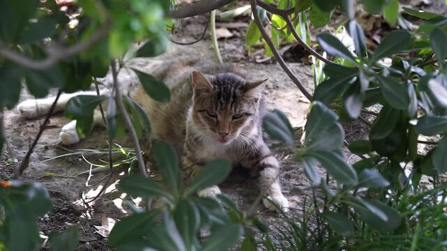 A Stray Tabby Cat on a Hot Summer's Day