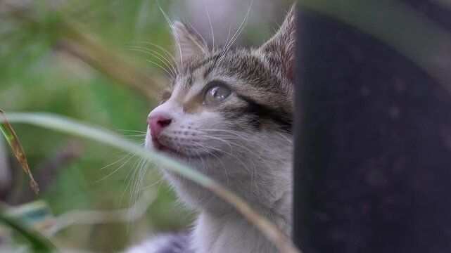 Close Up of A Kitten Hiding